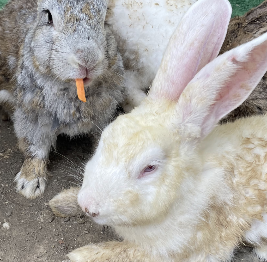 うさぎimage ウサギ専門医に聞く(2)結膜炎 うつるの？自然治癒する？ 目をこする子への対応