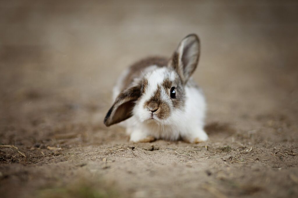 片耳を上げているウサギ