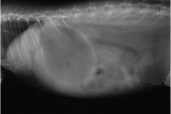 急性胃拡張のウサギのレントゲン写真