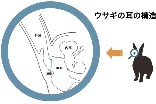 ウサギの耳の解剖