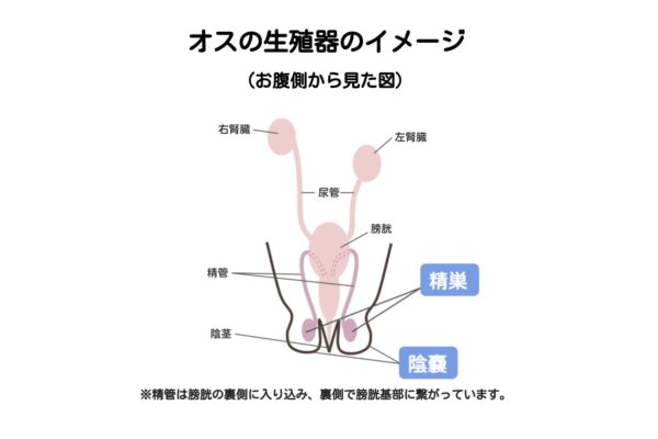 オスの生殖器のイメージ図ーウサギの精巣腫瘍・潜在精巣・精巣炎