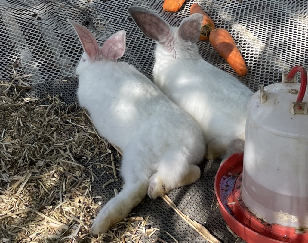 横たわり足裏を見せる2匹のウサギーウサギ専門医に聞く(18)開張肢 テーピングで治せる？原因と治療法