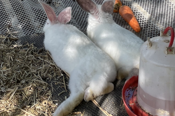 横たわり足裏を見せる2匹のウサギーウサギ専門医に聞く(18)開張肢 テーピングで治せる？原因と治療法