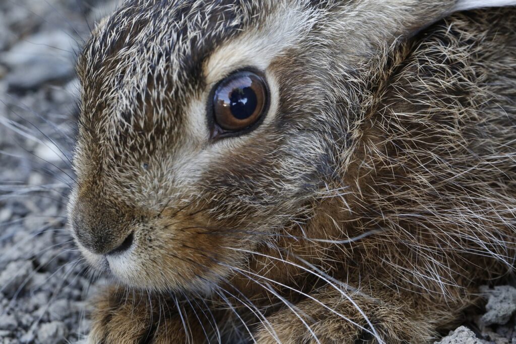 ウサギの虹彩ーウサギ専門医に聞く(21)ぶどう膜炎の症状・治療 エンセファリトゾーンとの関連は