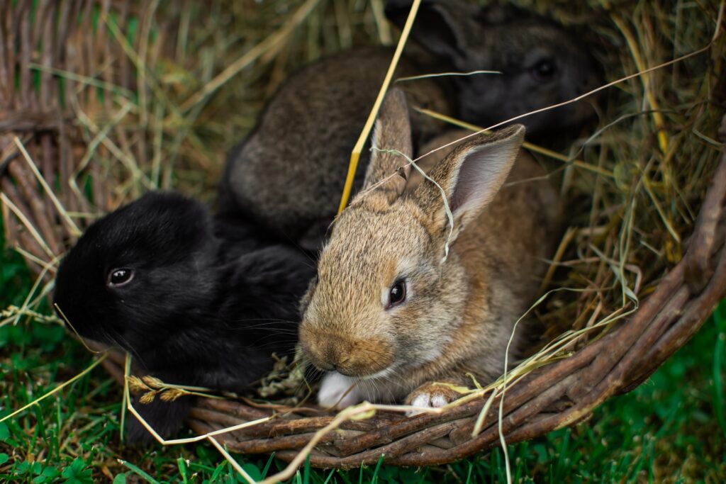 巣の中の複数のウサギーウサギ専門医に聞く(22)子宮内膜過形成は一大事！命に関わる緊急事態を防ぐには
