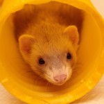 ferretlink_0010