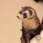 ferretlink_0033