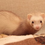 ferretlink_0107