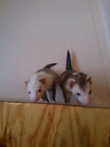ガル＆夜2