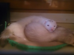 モネ＆チコ