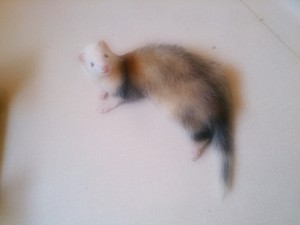 クー3