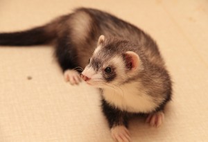 ferretlink_0092