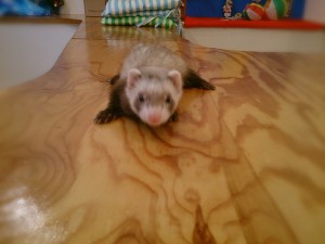 バタースコッチ1124-1