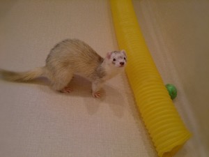 いちごみるく1220-2