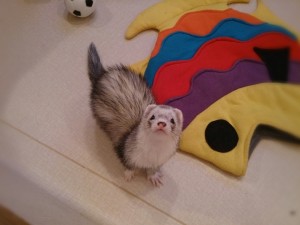 いちごみるく1221-1