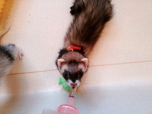 あんず0125