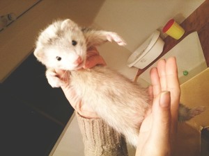 シナモン