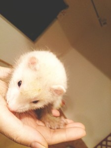 シナモン (1)