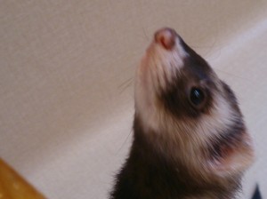 あんず0208-2