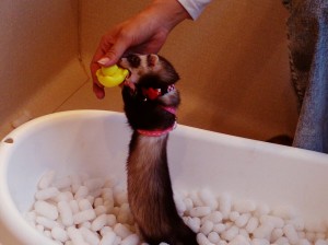 あんず0328