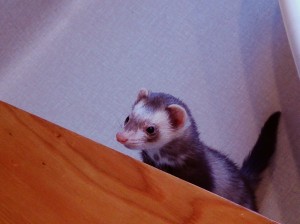 フェレ0328