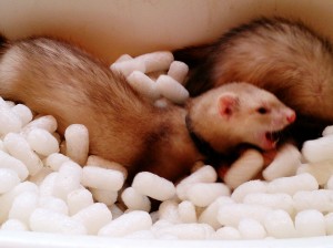 あんず&くぅ0315-2