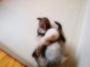 BORIS&SORA0408-1
