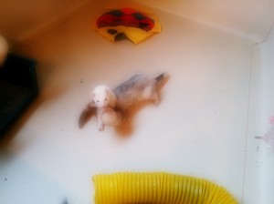 BORIS&SORA0408-2