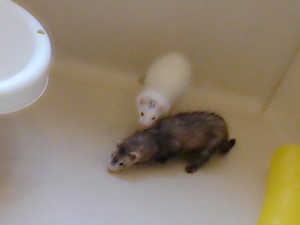 モネ0515