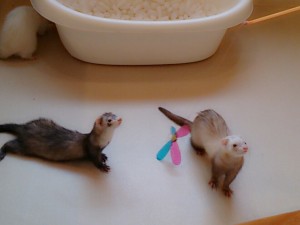 チコ0515
