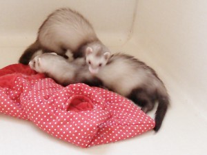 ラテ