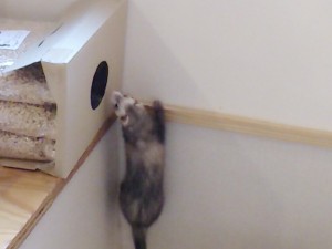 すみれ0517-1