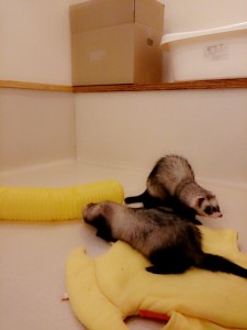 ポン太0622-2