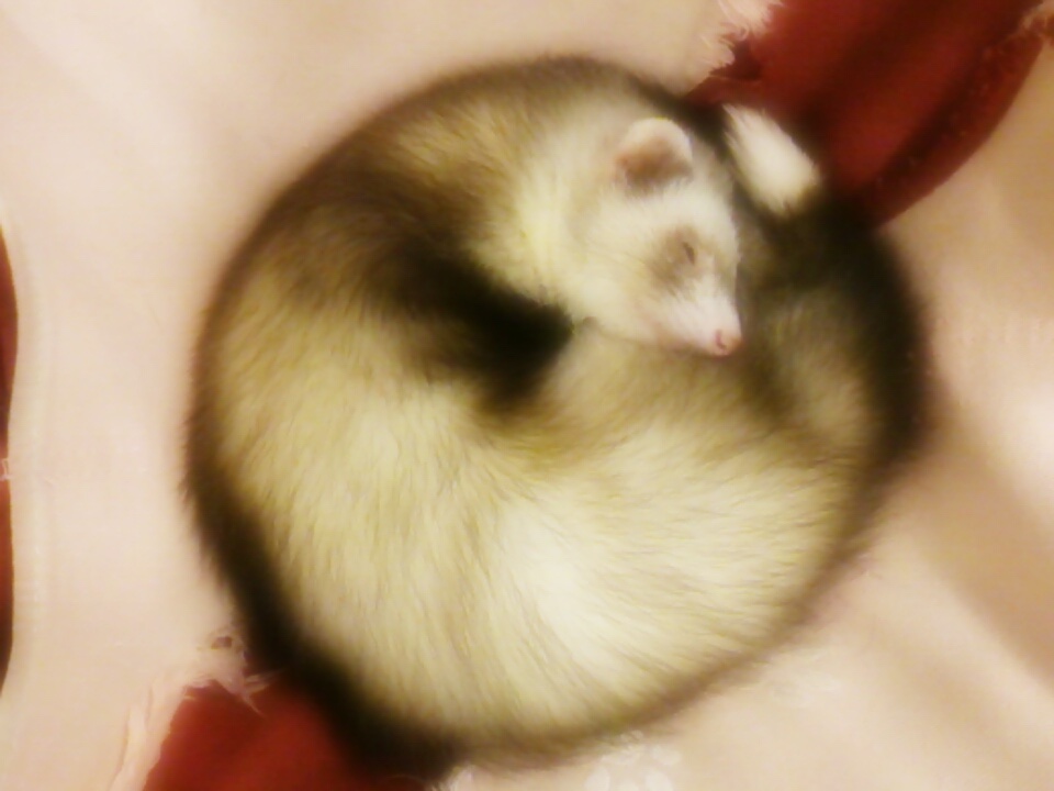 まんまる♪ - さいたま市北浦和のうさぎ・フェレットのお店