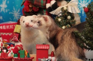image2454703