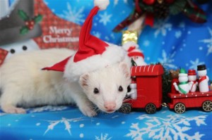 image2454709