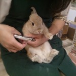 ぴょん2