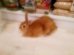 いちご