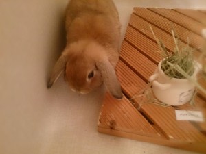 トト2