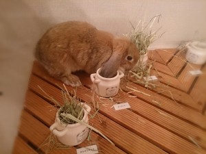 トト1