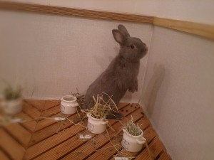 おもち1