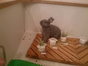 おもち2 (1)