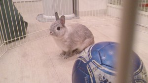 ぴょんた1
