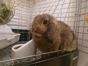 r831-2