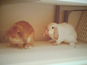 あさちゃん2