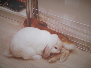 あさちゃん3