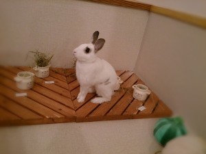 卯太郎3