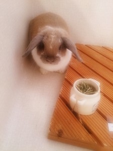 ハナコ1