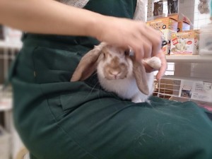 桃くん3