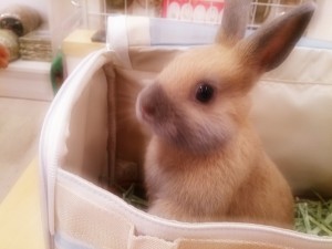 クッキー1